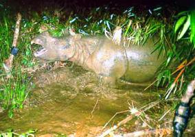 First photos taken of rare Vietnamese rhinoceros